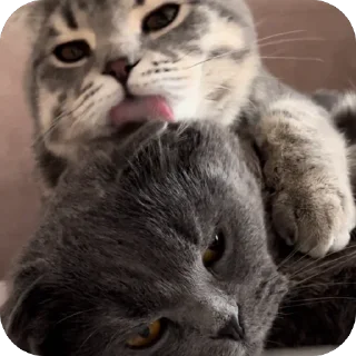 Sticker Тимон и Пумба ❤️ - 5