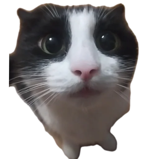 Стикер TimurkaGenijBezNi - 1