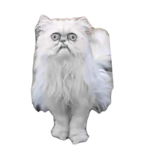 Стикер TimurkaGenijBezNi - 1