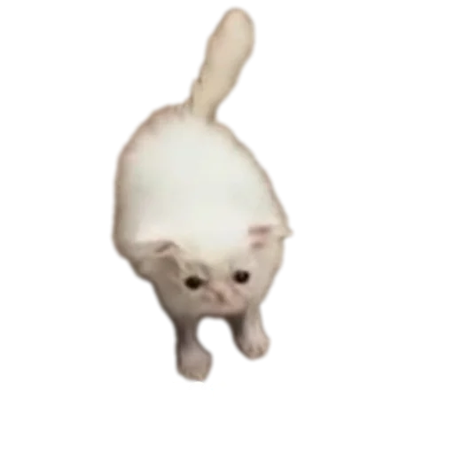 Стикер TimurkaGenijBezNi - 1