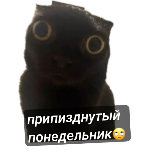 Sticker TimurkaGenijBezNi - 1