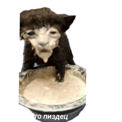 Sticker TimurkaGenijBezNi - 1