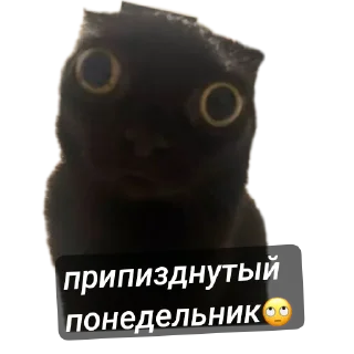 Sticker Тимурка гений без ни💝 - 8