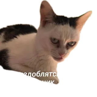 Sticker Тимурка гений без ни💝 - 7