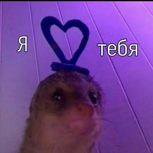 Sticker мяу :: @fStikBot - 1