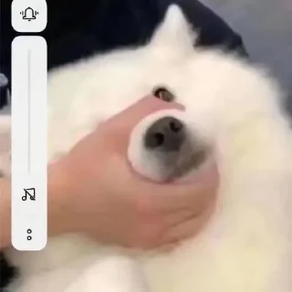 Стикер 猫四的表情包 - 1