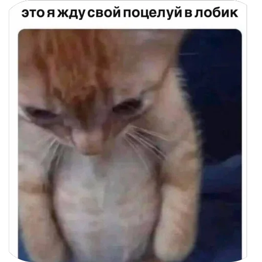 Стикер TishaStikers - 1