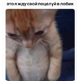 Стикер tisha stikers’🤗 - 2