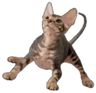 Стикер Мешанина - 4