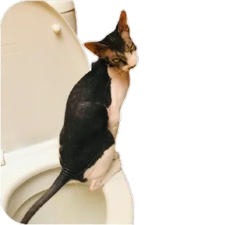 Sticker Тофа - 2