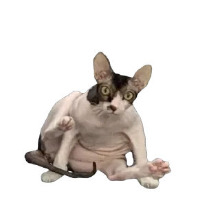 Sticker Тофа - 8