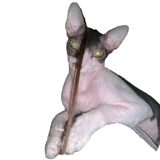 Sticker Тофа - 1