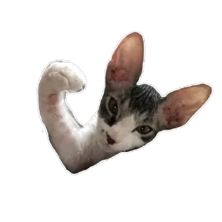 Sticker Тофа - 3