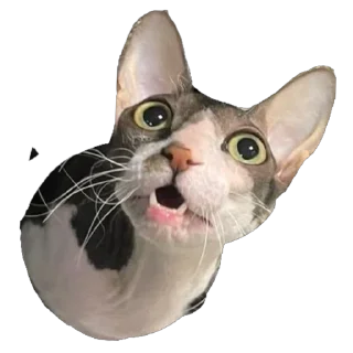 Sticker Тофа - 5