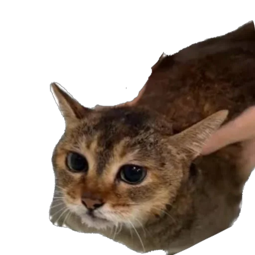 animal mammal small to medium-sized cats