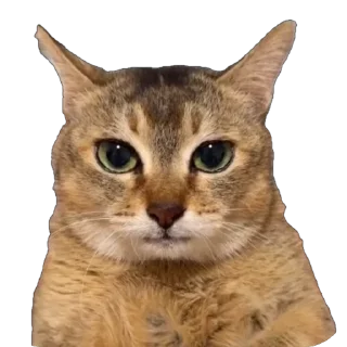 animal cat mammal