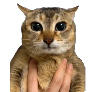 cat whiskers small to medium-sized cats