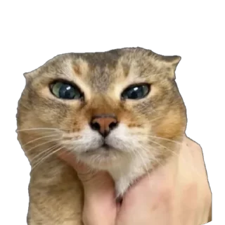 cat whiskers small to medium-sized cats