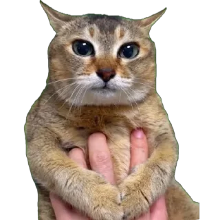 cat whiskers small to medium-sized cats