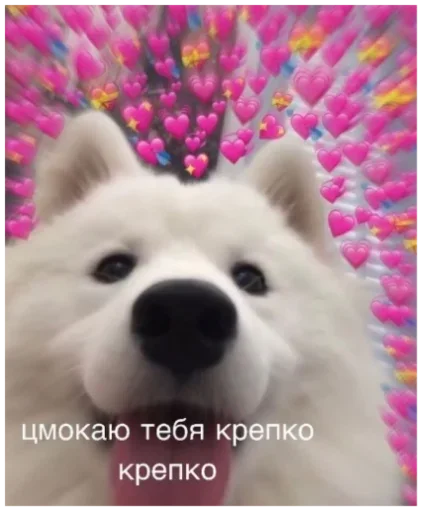 животное млекопитающее собака