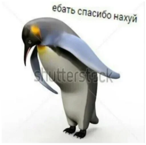 animal aquatic bird bird