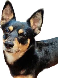 Стикер Толик пёс - 0