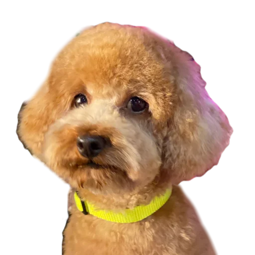 dog breed pet terrier