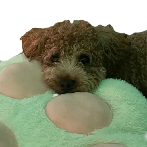 terrier dog breed poodle crossbreed