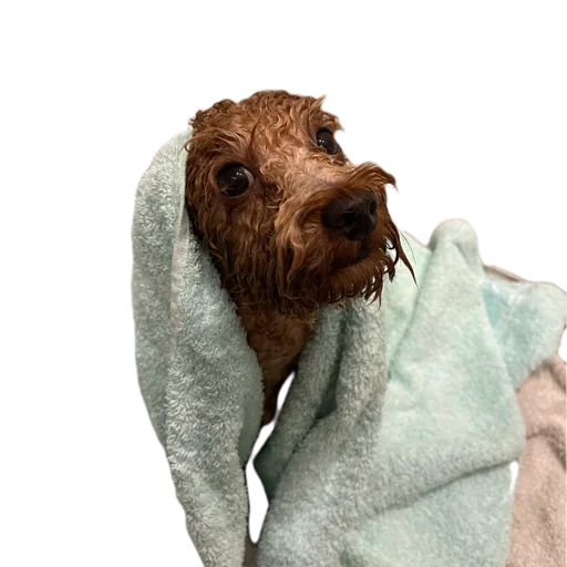 animal dog breed mammal