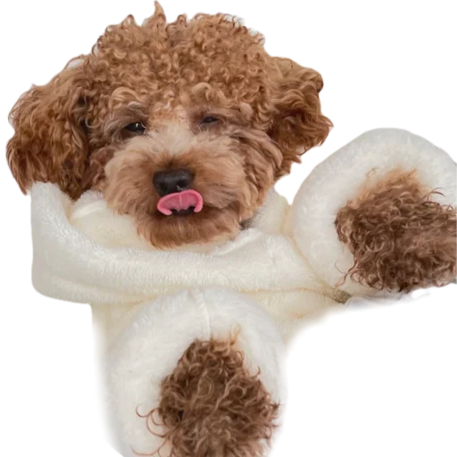 dog breed poodle crossbreed pet