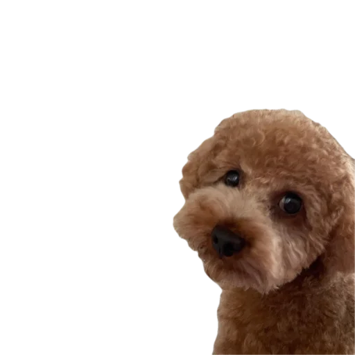 dog breed poodle poodle crossbreed