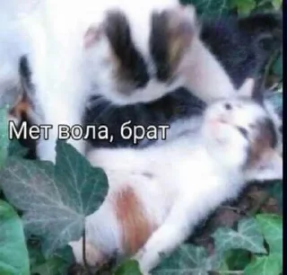 Sticker Toornene - 11