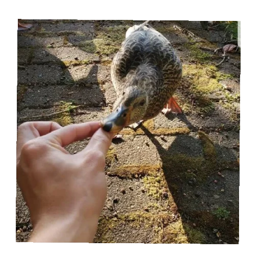 Sticker топалов и семья - 11