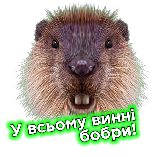 animal mammal mustelidae