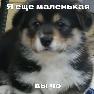 Стикер Сигма Тома @MoiStikiBot - 4