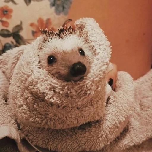 Sticker ToxicYozh - 1