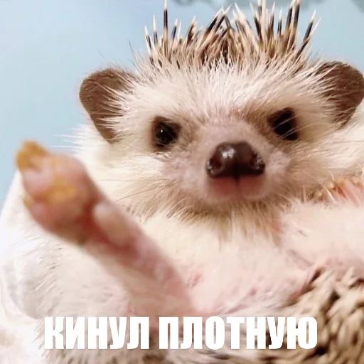 Sticker ToxicYozh - 1