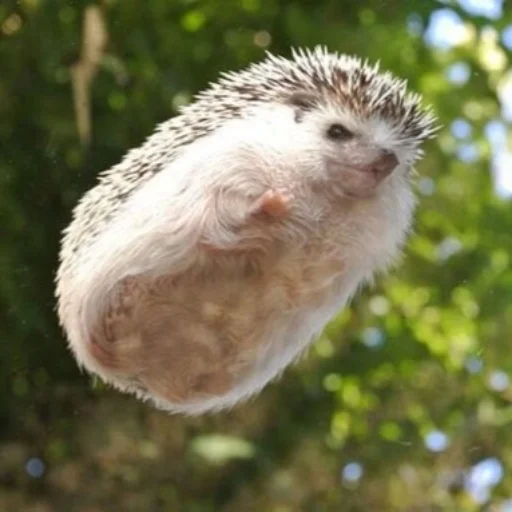 Sticker ToxicYozh - 1