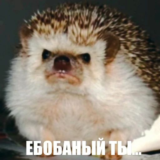 Sticker ToxicYozh - 1