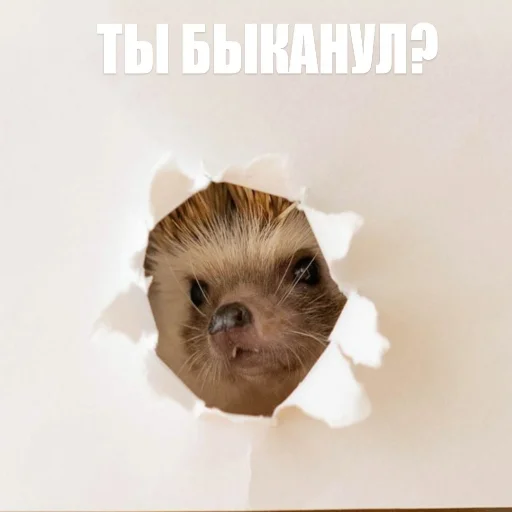 Sticker ToxicYozh - 1