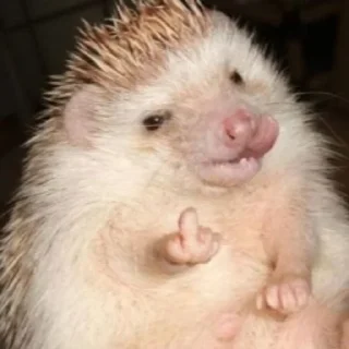 Стикер ToxicTheHadgehog - 5