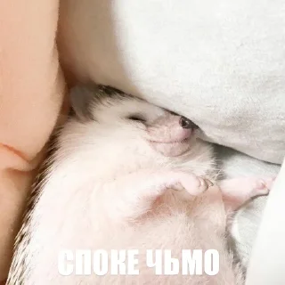 Стикер ToxicTheHadgehog - 3