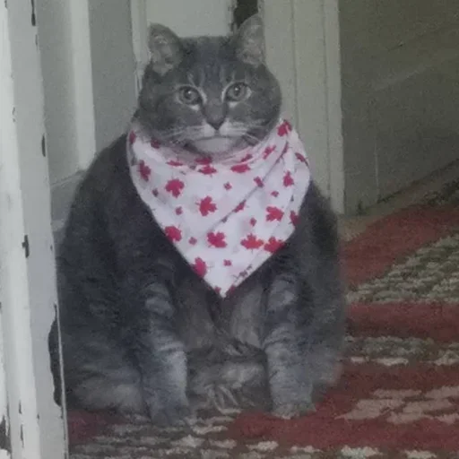 Sticker TrCpNekndFSxC_by_stickers_stealer_bot - 1