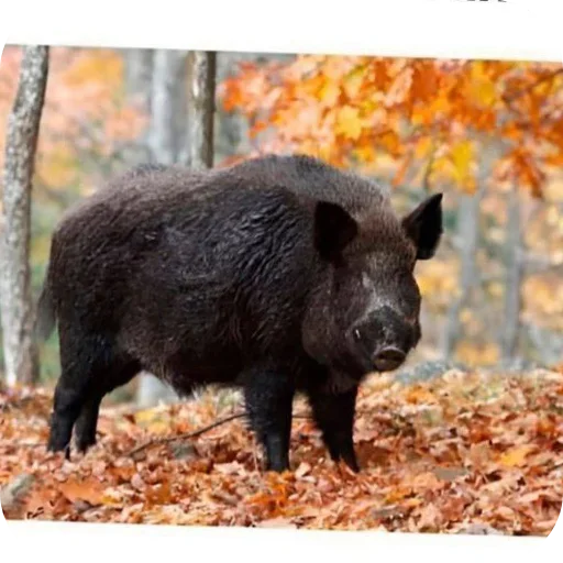 Sticker TrPFtOq_by_achestickbot - 1