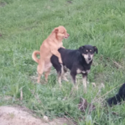 трахен собак - grass