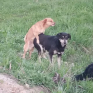 grass outdoor mammal