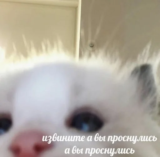 Стикер TrainAssayBangs_by_fStikBot - 1