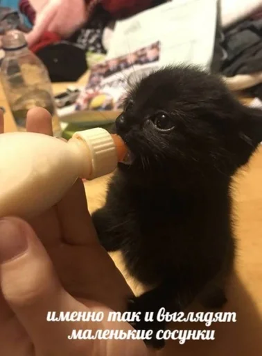 Sticker TrainAssayBangs_by_fStikBot - 1