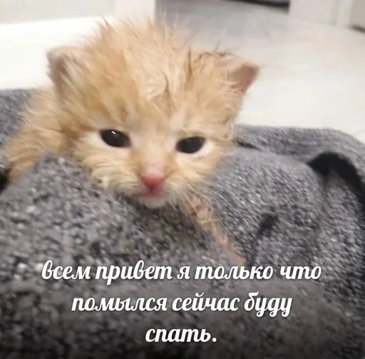 Стикер TrainAssayBangs_by_fStikBot - 1