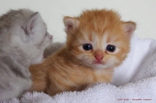 Стикер TrainAssayBangs_by_fStikBot - 1